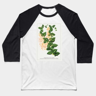 Honeysuckle Flower Lithograph (1900) Baseball T-Shirt